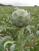 artichoke