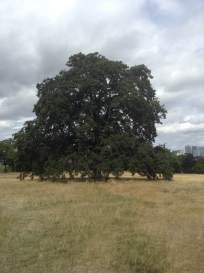 greenwich-onetreehill